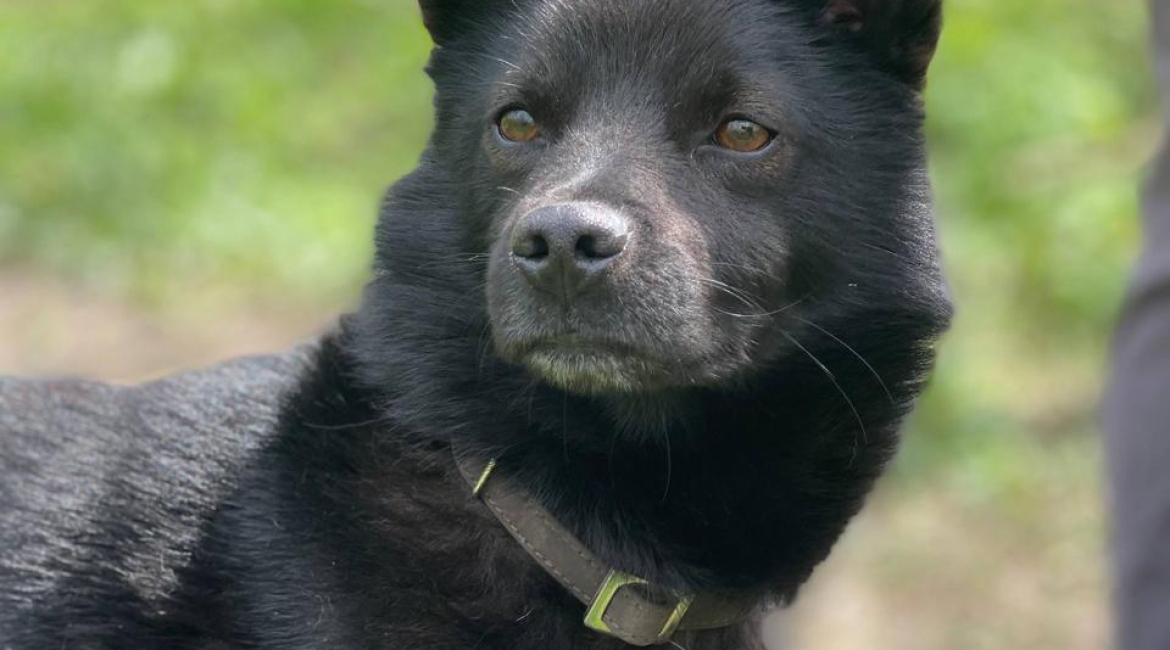 Chiens à adopter